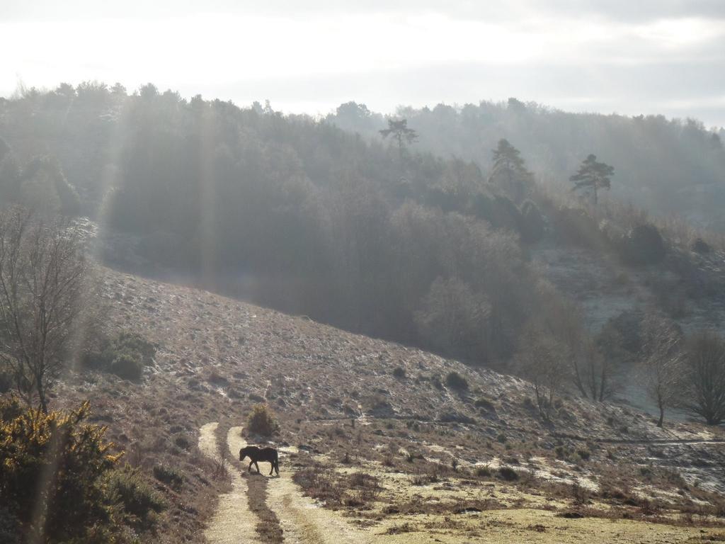 The Old Cook'S House Βίλα Hindhead Δωμάτιο φωτογραφία